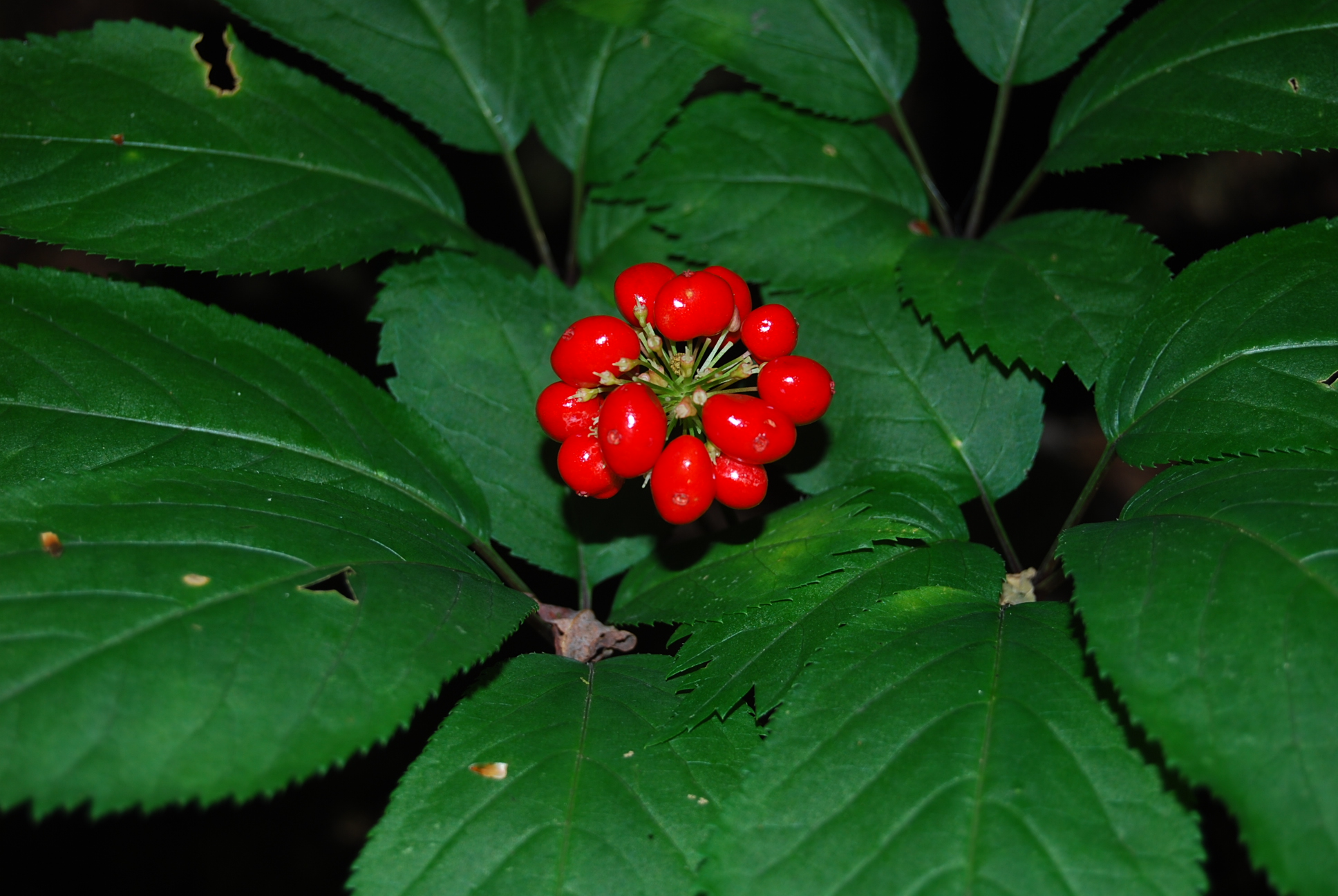 American ginseng with red berries