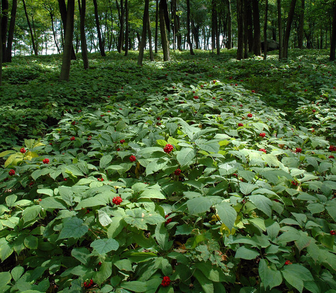 Ginseng growing on forest floor
