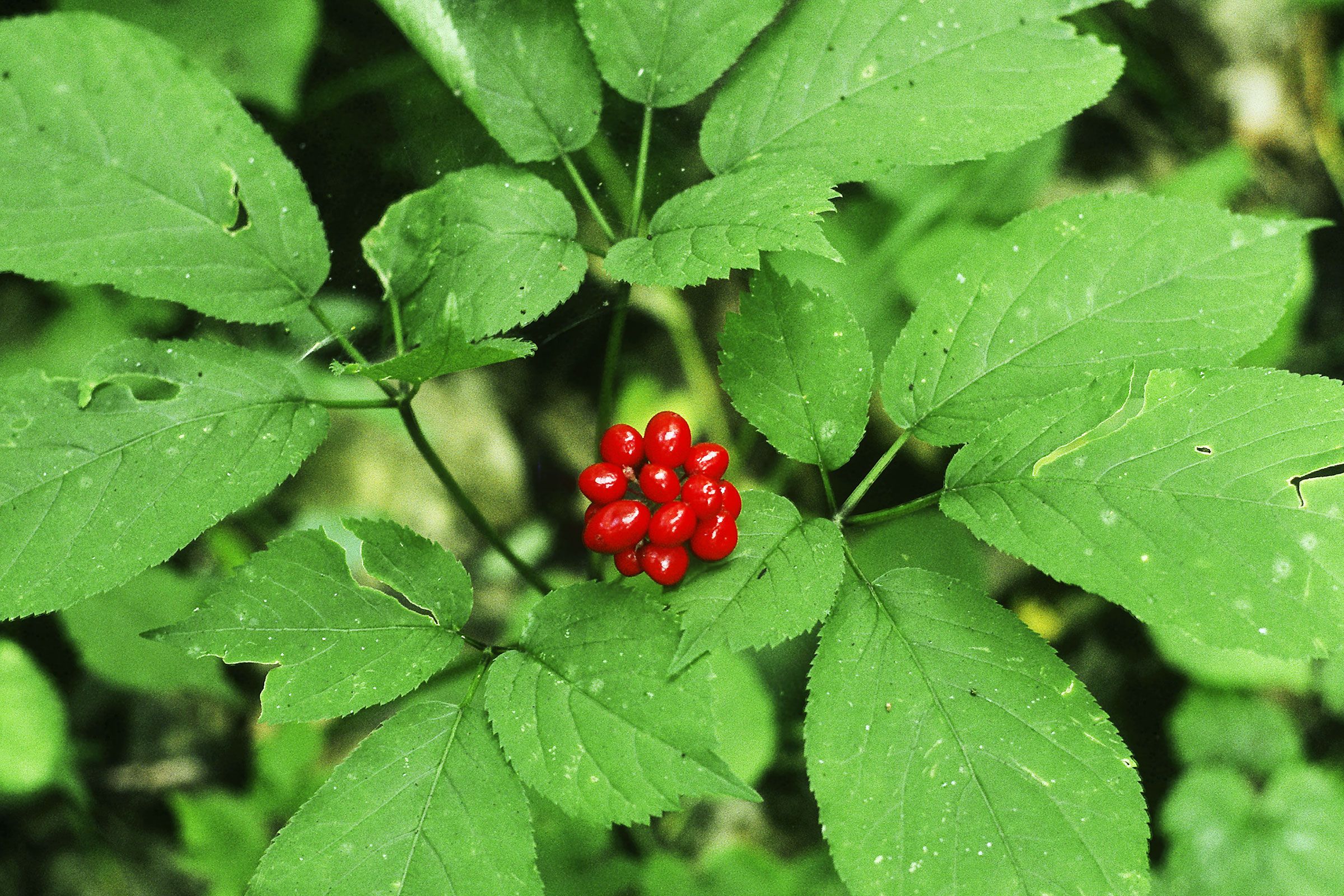 Wild ginseng in natural habitat